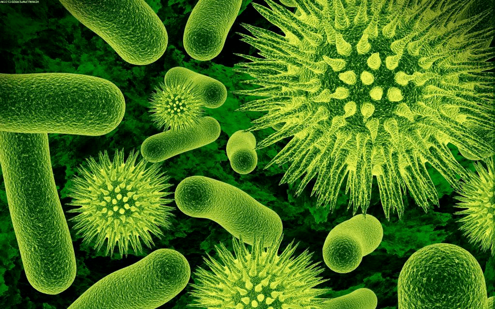bakteriler vücuda nasıl girer